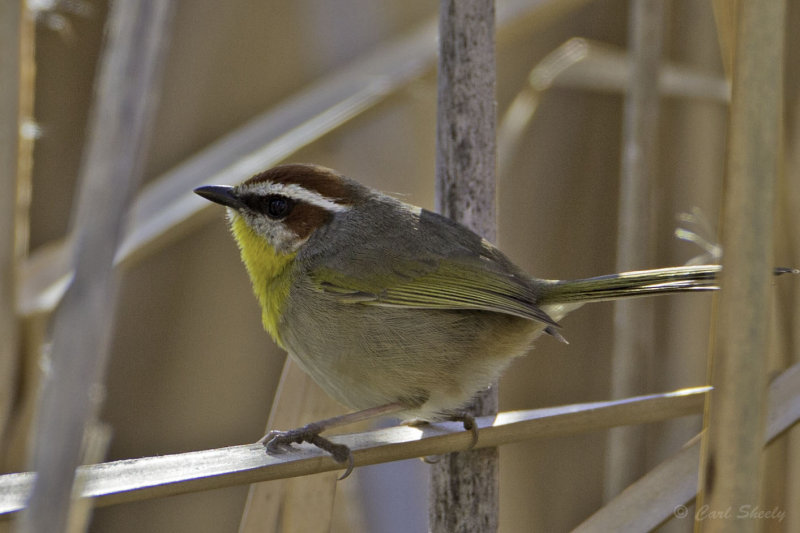 Rufous-capped Warb6264.jpg