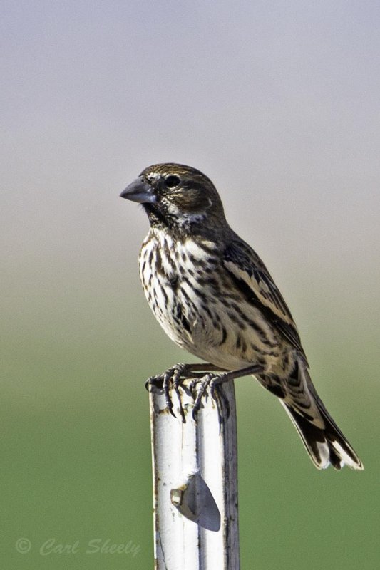 Lark Bunting5391.jpg