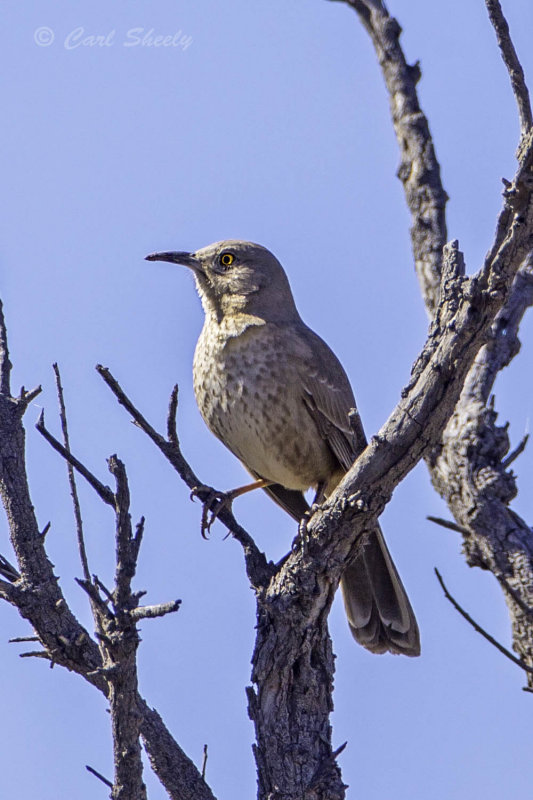 Curved-bill Thrasher5445.jpg