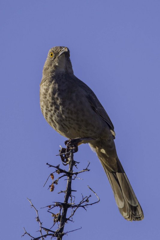 Curved-billed Thrasher4999.jpg