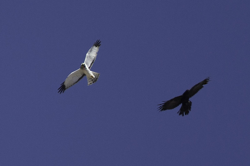 Harrier and Raven5486.jpg