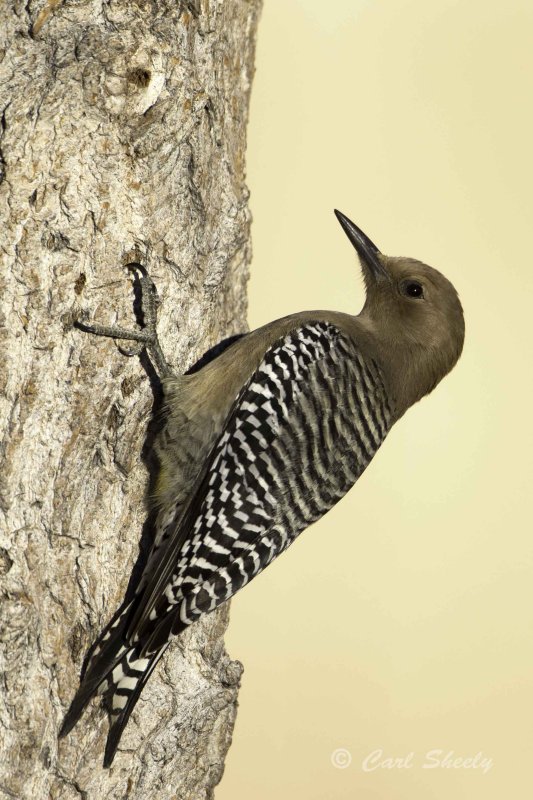 Gila Woodpecker5642.jpg
