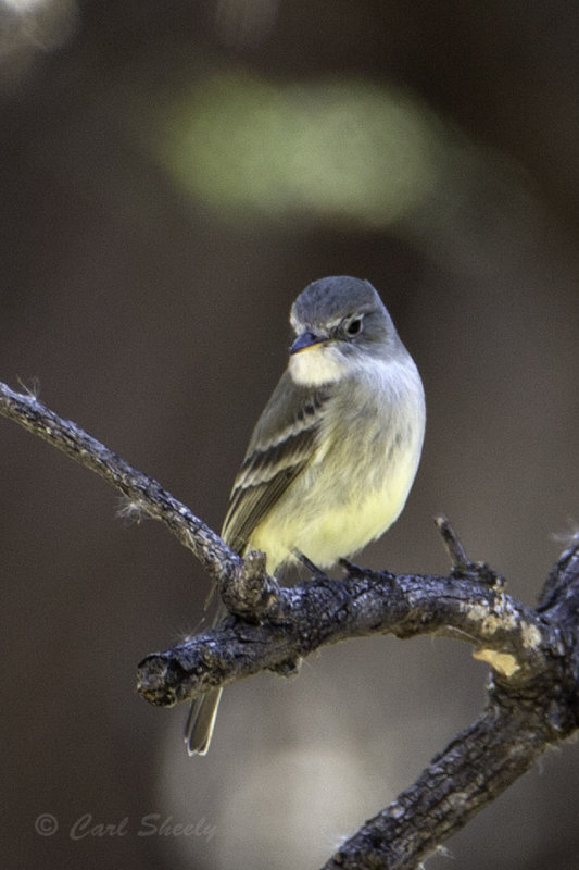 Hammonds Flycatcher5880.jpg