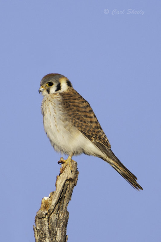 Kestrel6451.jpg