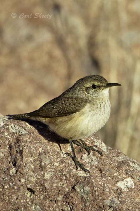 Rock Wren6203.jpg