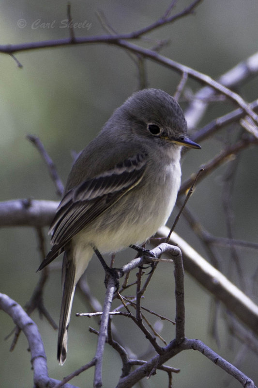 Dusky Flycatcher6306.jpg