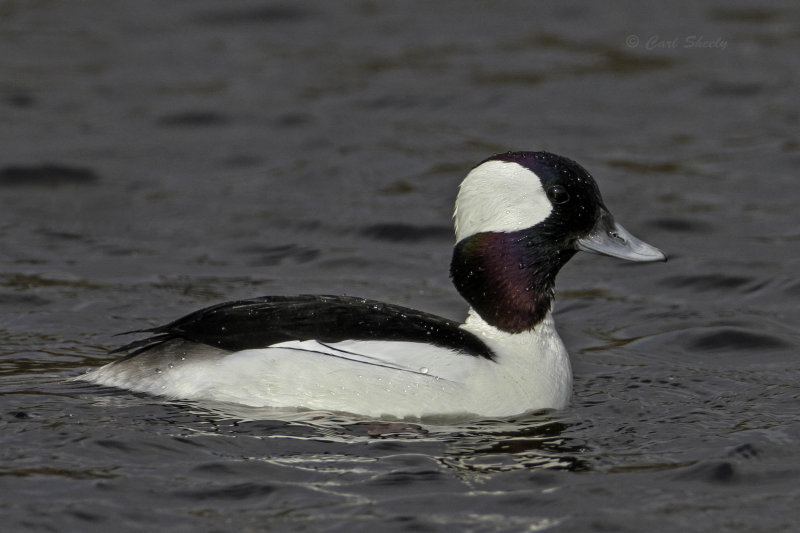 Bufflehead4753.jpg