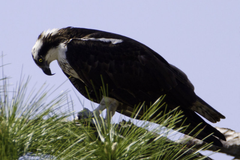 Osprey4699.jpg