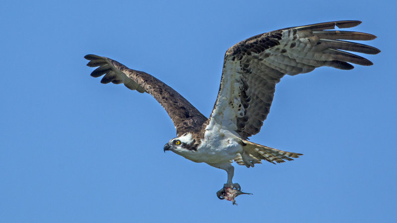 Osprey2936.jpg