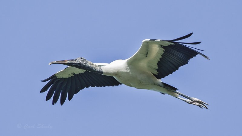 Wood Stork2849.jpg