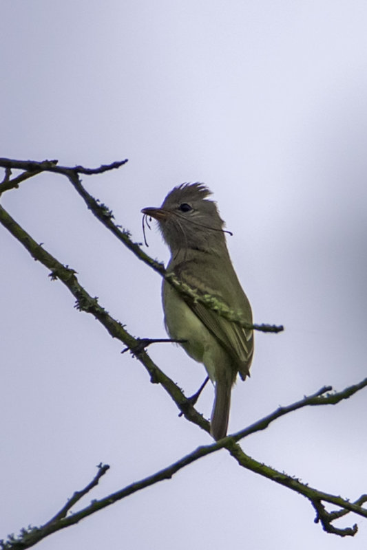 Beardless Tyrannulet6889.jpg