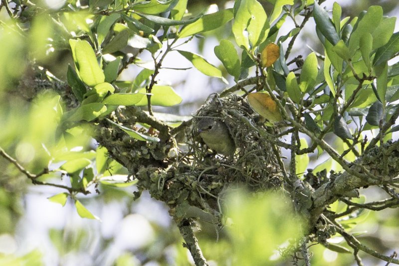 Tyrannulet at nest.jpg