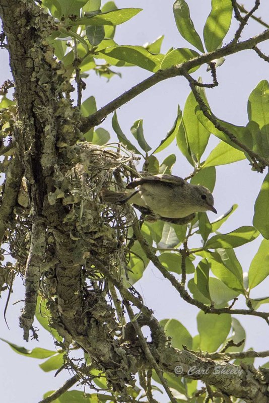 Tyrannulet leaving nest.jpg