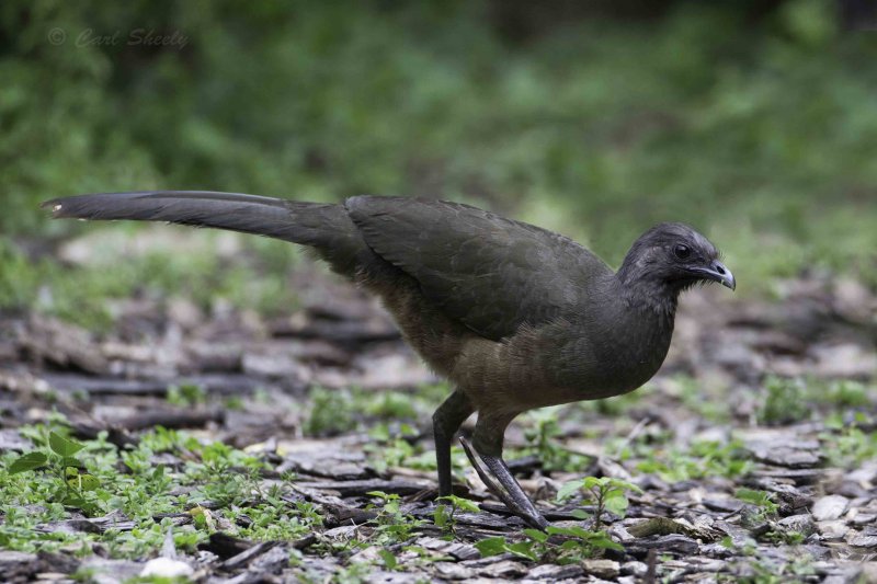 Chacalaca6963.jpg