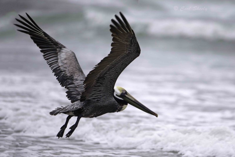 Brown Pelican7441.jpg