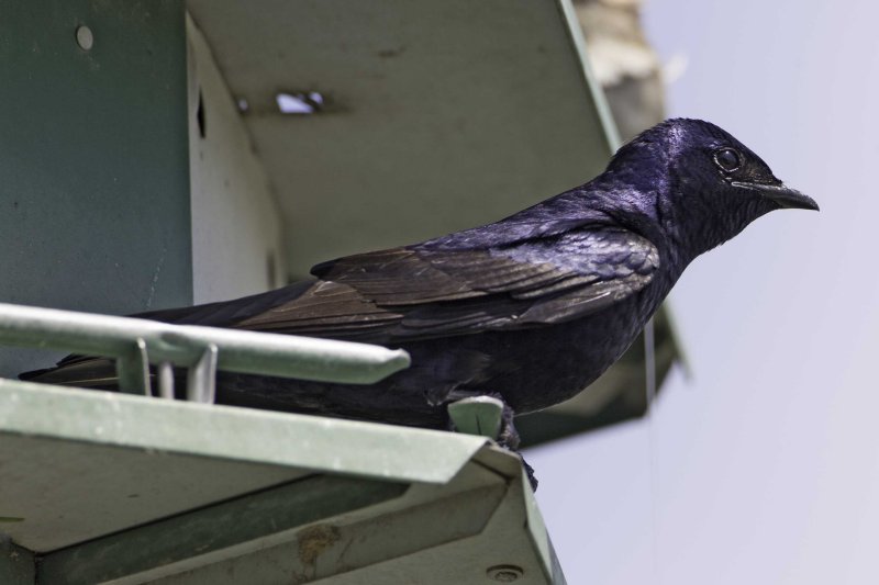 Purple Martin6691.jpg
