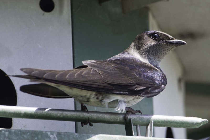 Purple Martin-f 6712.jpg