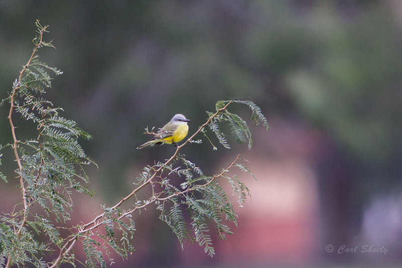 Tropical0842.jpg
