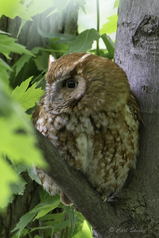 E ScreechOwl7681.jpg