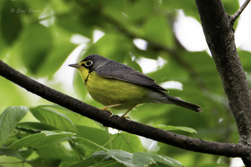CanadaWarbler7786.jpg