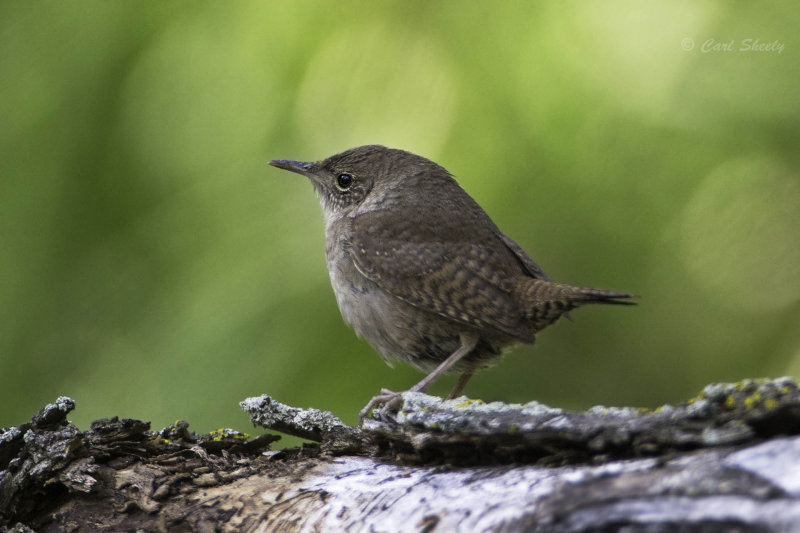 HouseWren7856.jpg