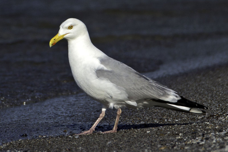 HerringGull8891.jpg