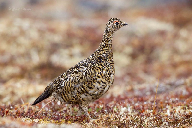 Rock Ptarmigan8383.jpg