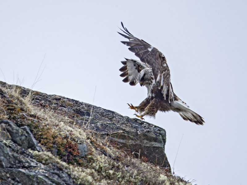 Rough-legged Hawk9087.jpg