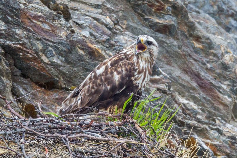 Rough-legged-Hawk9227.jpg