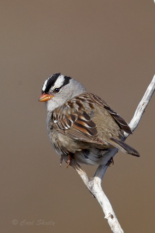 White-crowned-Sparrow0021.jpg