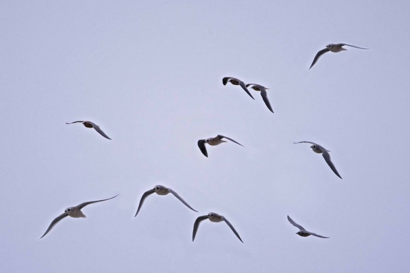 Flight of Rosss Gulls.jpg