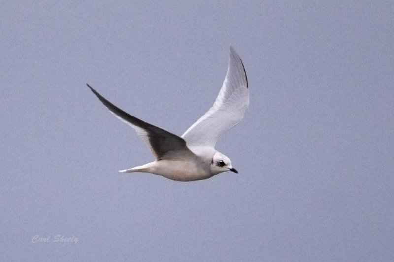 Rosss Gull 0126.jpg