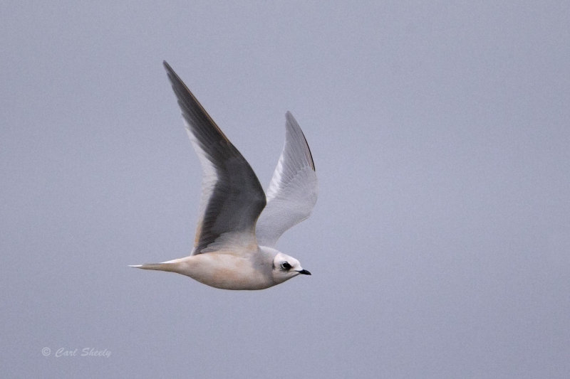 Rosss Gull 0128.jpg