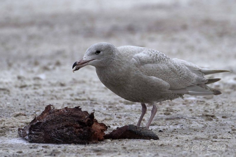 Juv Glaucous and whale blubber.jpg