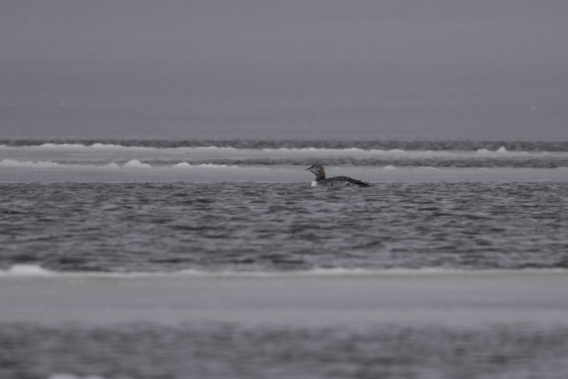 Distant Yellow-billed Loon.jpg