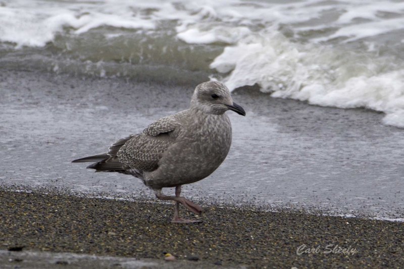 Thayers Gull  Juv.jpg