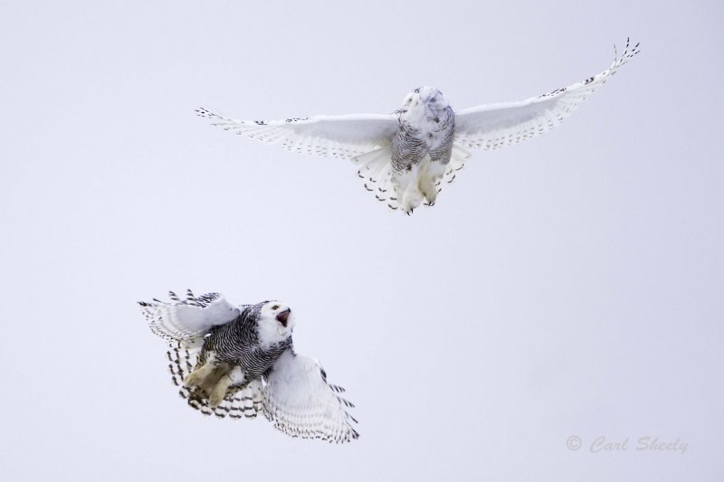 CO2V023915Snowy Owls .jpg