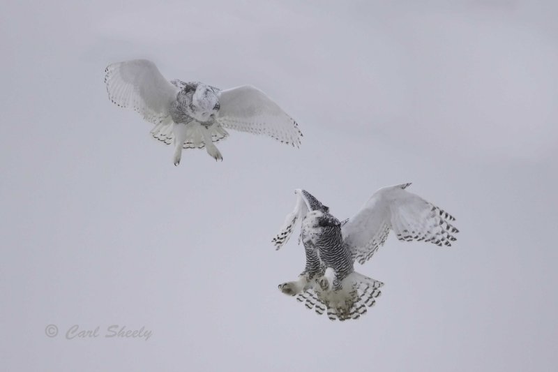 Snowy Face off.jpg