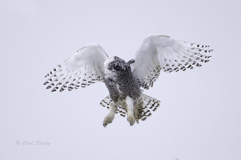 Snowy Owl 0228.jpg