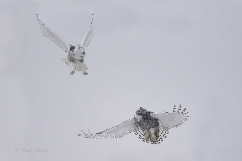 Snowy Owls.jpg