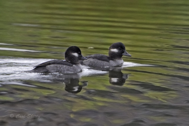 Buffleheads 0177.jpg