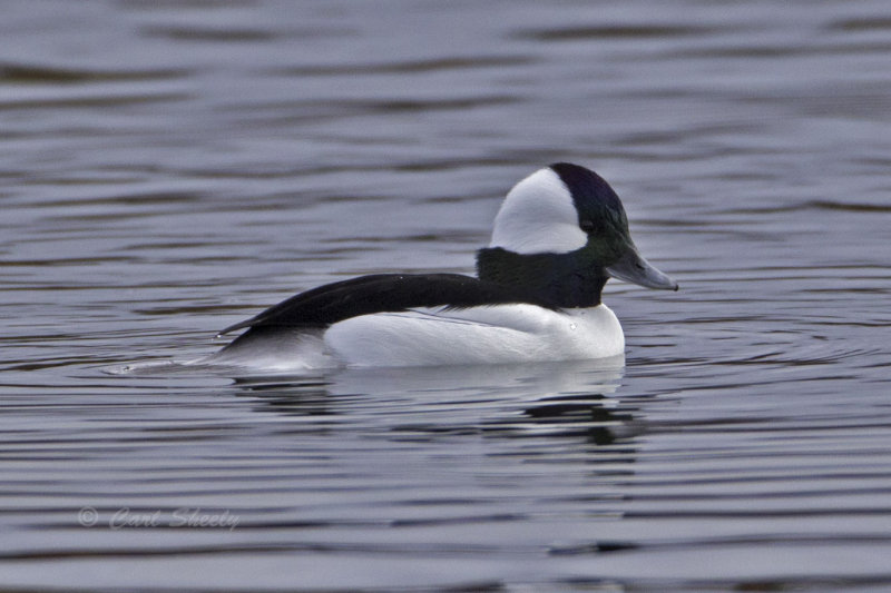 Bufflehead0211.jpg