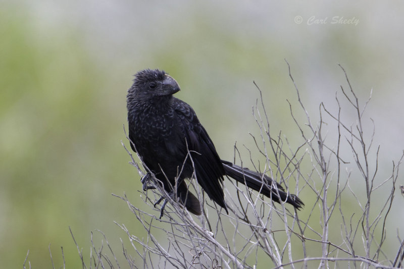 Smooth-billed Ani 1012.jpg