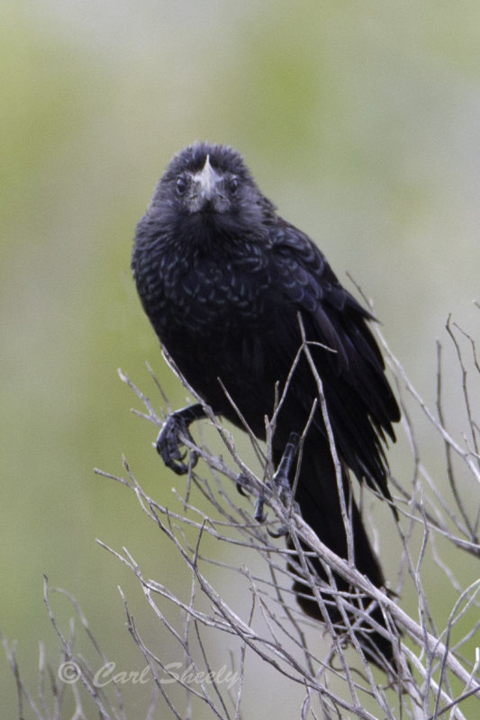 Smooth-billed Ani 1053.jpg