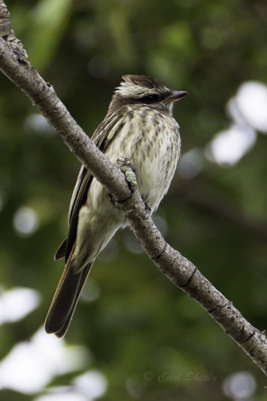 Variegated Flycatcher 0552.jpg