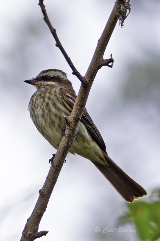 Variegated Flycatcher 0576.jpg