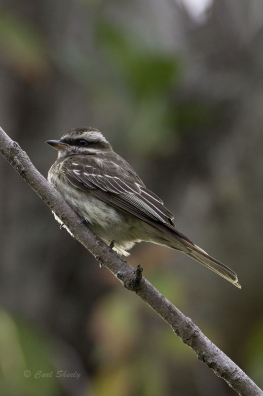 Variegated Flycatcher 0618.jpg