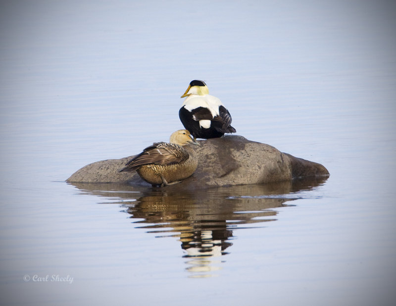Common Eider-3.jpg