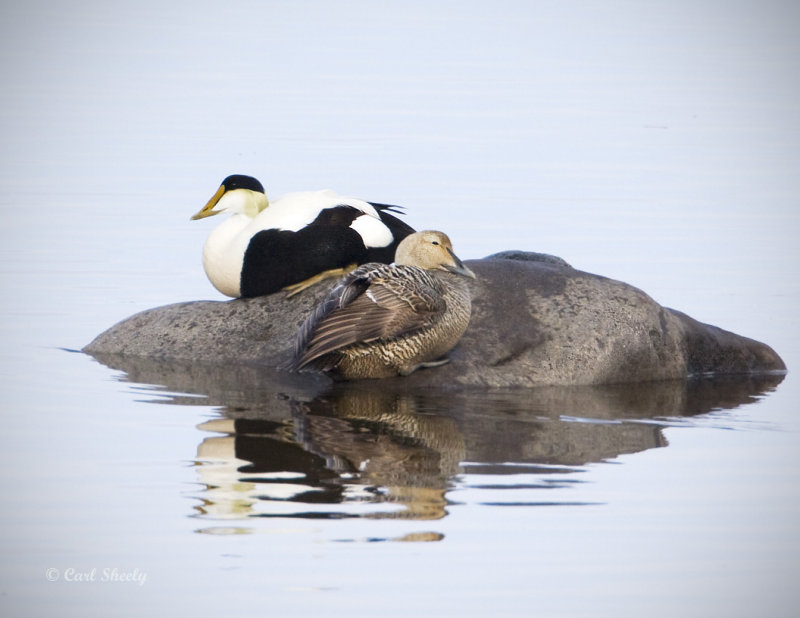 Common Eider-5.jpg
