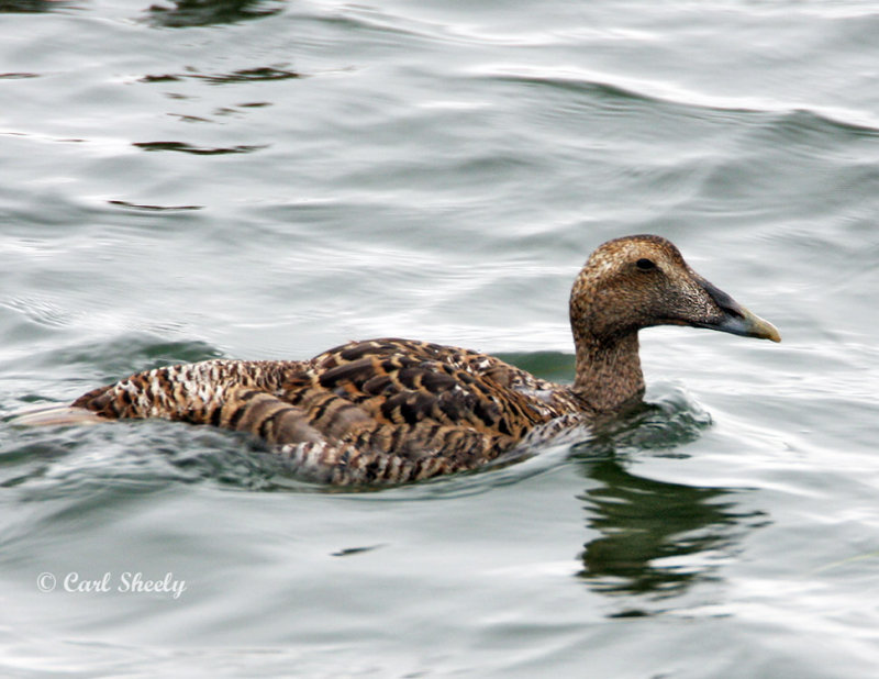 Common Eider-2.jpg
